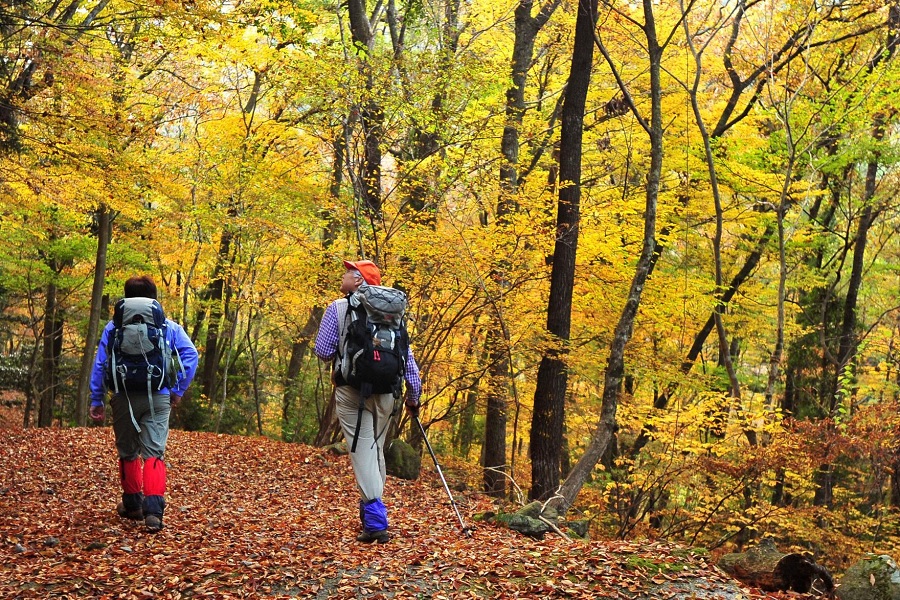 Forest Bloom Experiences: Explore Colorful Forests, Wildflowers, and Seasonal Nature Adventures